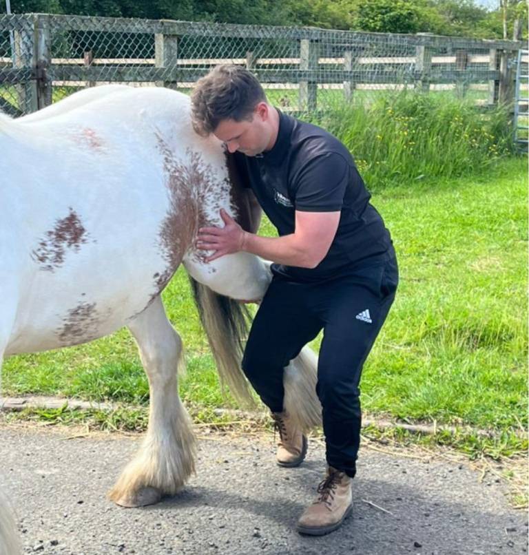 Equine Chiropractic